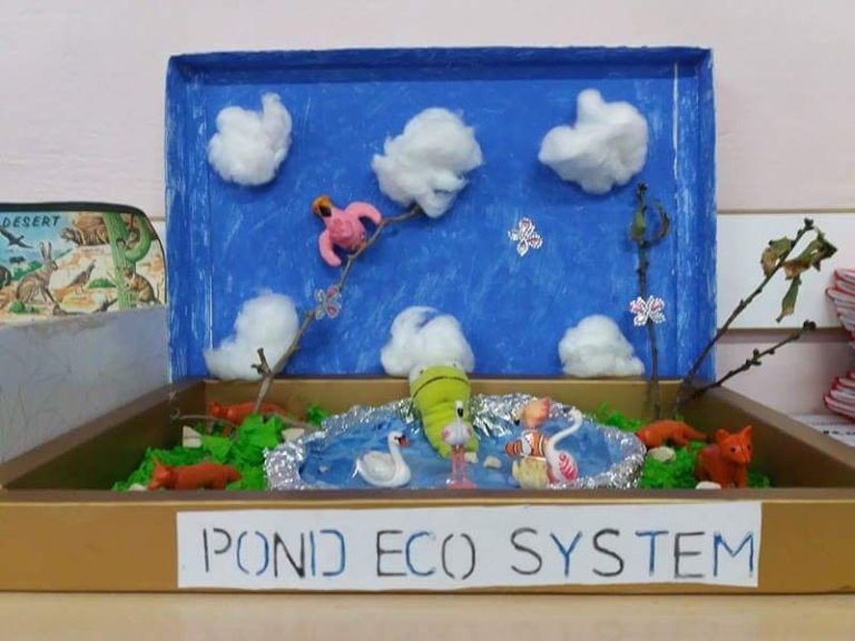 Science Project - Ecosystem - January 2017 - Mater Boni Consilii School