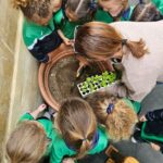 Planting seedlings of Bok Choi - April 2026